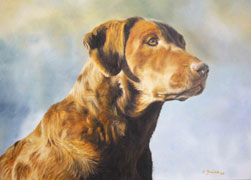 Chesapeake Bay Retriever