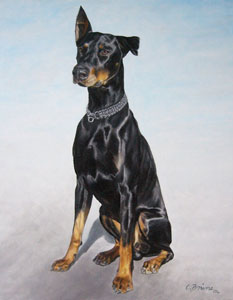 Dobermann