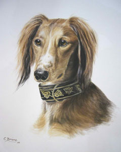 Saluki