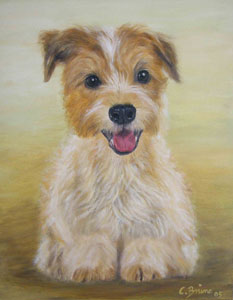 Rhodesian Richback- Welpe